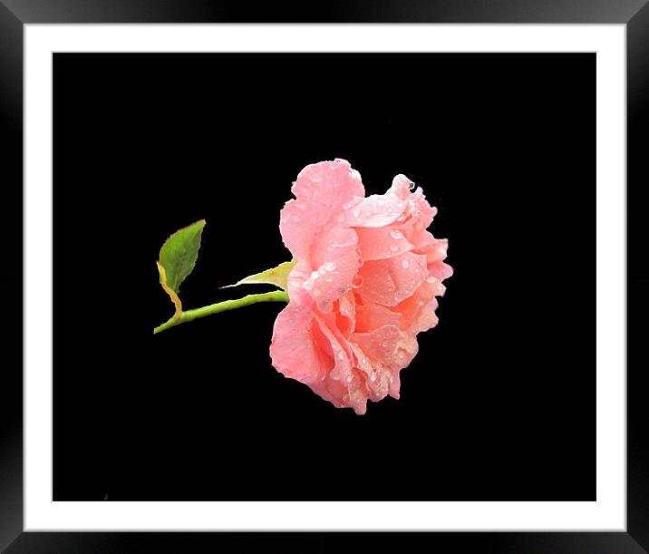 floating rose Framed Mounted Print by sue davies