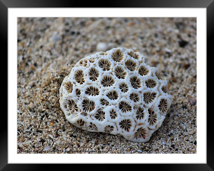 dead coral Framed Mounted Print by anurag gupta