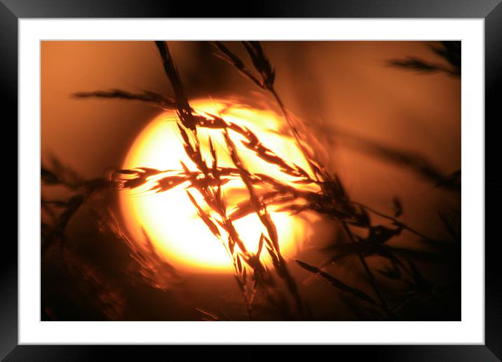 Sun Drenched Grass Framed Mounted Print by Jack Jacovou Travellingjour