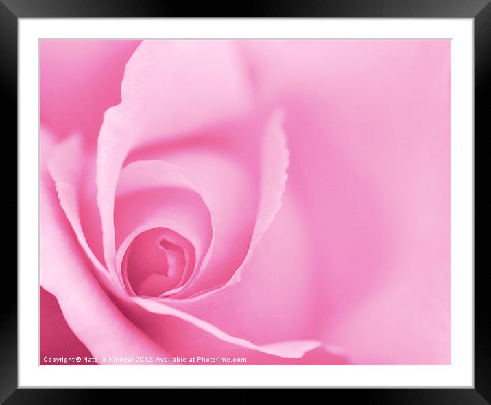 Pink Rose Framed Mounted Print by Natalie Kinnear