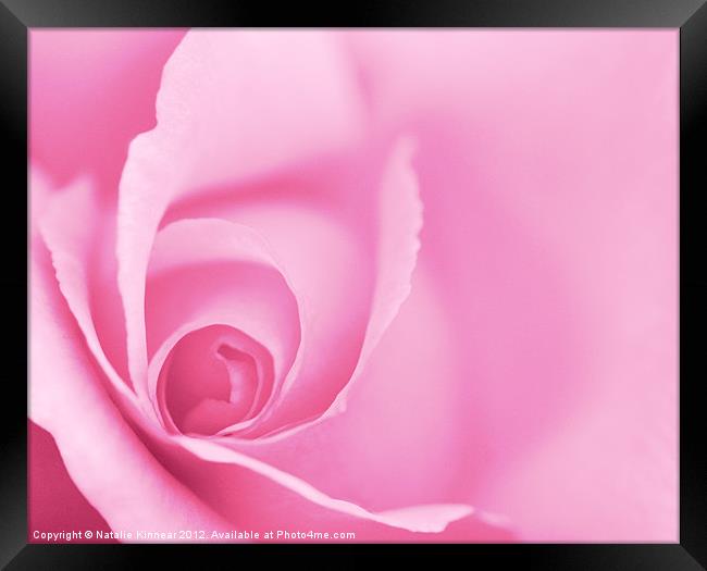 Pink Rose Framed Print by Natalie Kinnear