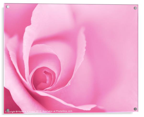 Pink Rose Acrylic by Natalie Kinnear
