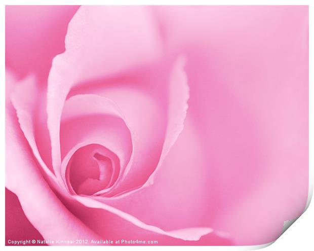 Pink Rose Print by Natalie Kinnear