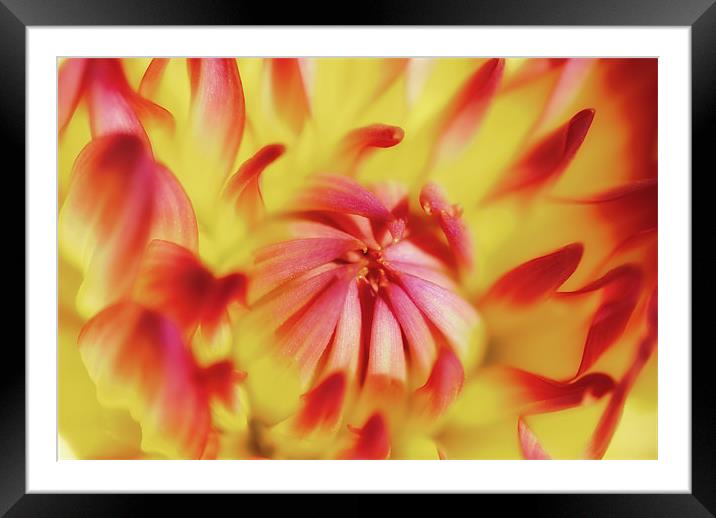 DayGlo Dahlia Framed Mounted Print by Mary Lane