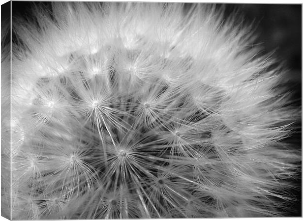 Dandelion Canvas Print by Mary Lane