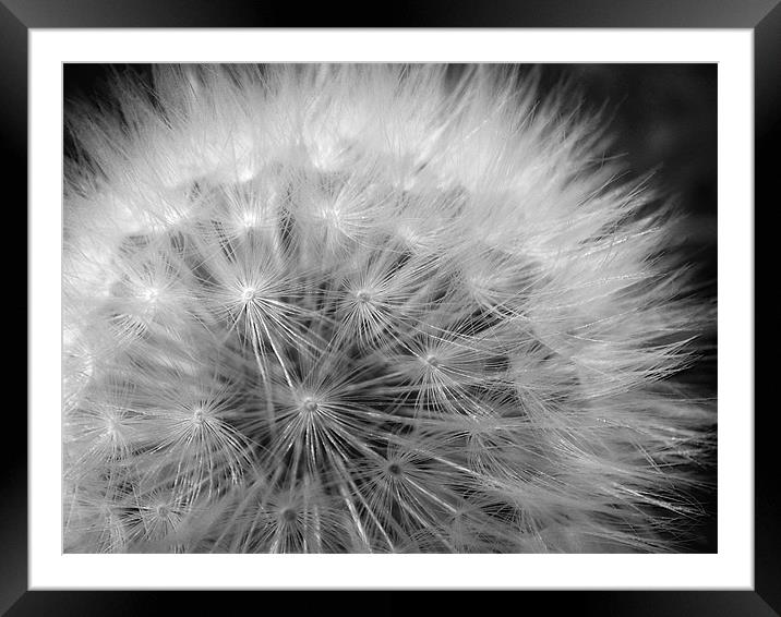 Dandelion Framed Mounted Print by Mary Lane