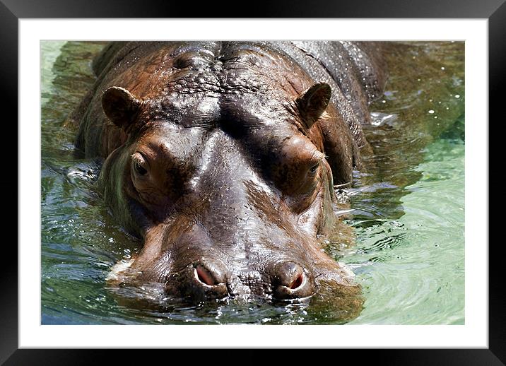 Hippo Framed Mounted Print by Mary Lane