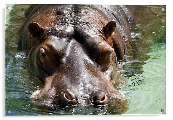 Hippo Acrylic by Mary Lane
