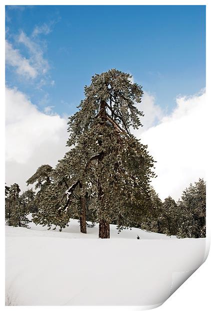 Troodos Mountains in Winter Print by Karen McGrath