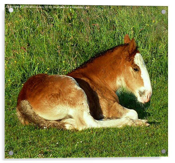 Shire Horse Foal Acrylic by John McCoubrey