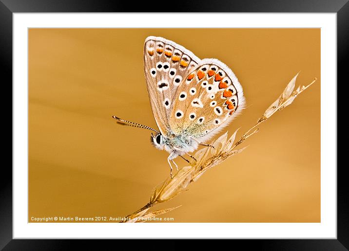 Show off Framed Mounted Print by Martin Beerens