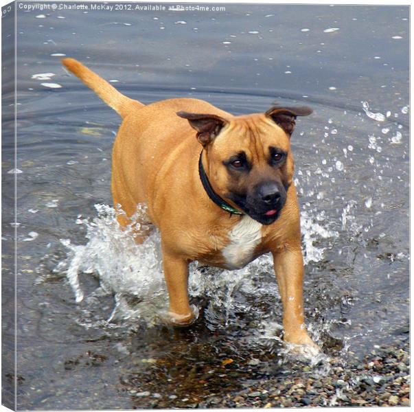 Dog in the river splashing Canvas Print by Charlotte McKay