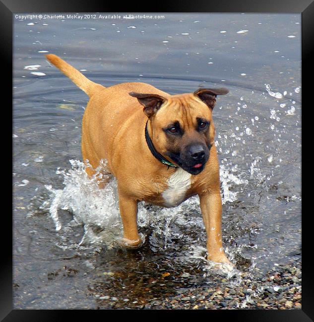 Dog in the river splashing Framed Print by Charlotte McKay