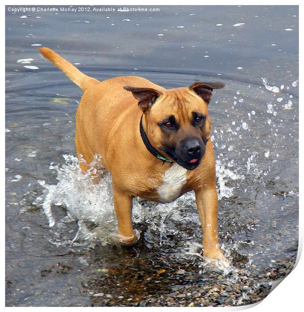 Dog in the river splashing Print by Charlotte McKay