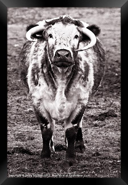 Long horn cow Framed Print by Doug McRae