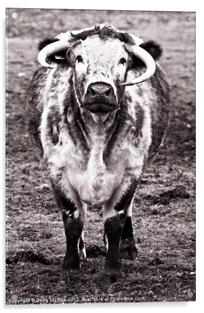 Long horn cow Acrylic by Doug McRae