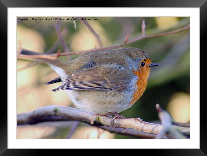 Robin Framed Mounted Print by jane dickie