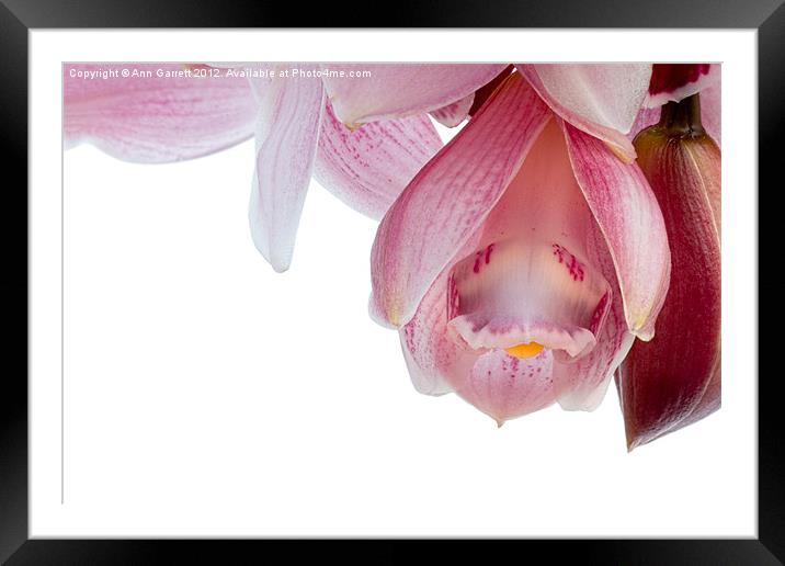 Cymbidium - Boat Orchid Framed Mounted Print by Ann Garrett