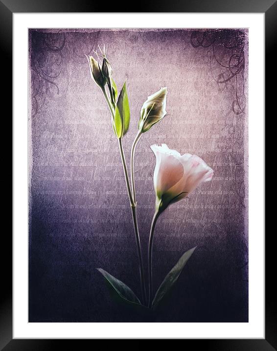 Petals and Poems Framed Mounted Print by Aj’s Images