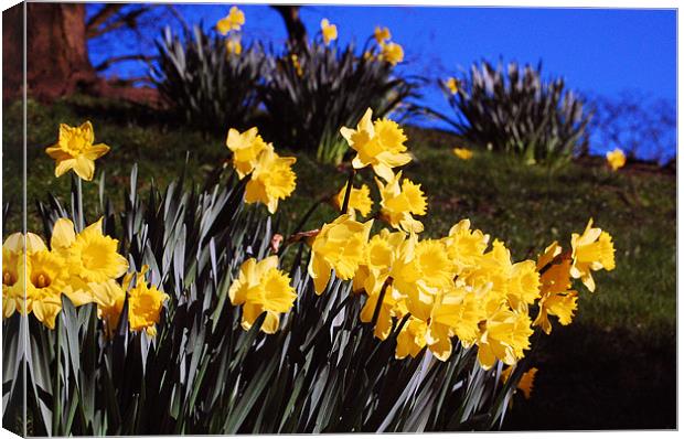 Daffodils in Bloom Canvas Print by Mike Davies