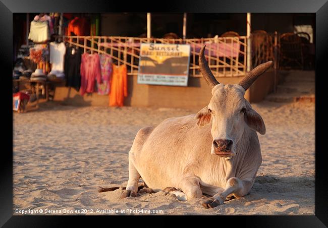 Holy Cow! Bull on the Beach at Sunset Palolem, Goa Framed Print by Serena Bowles