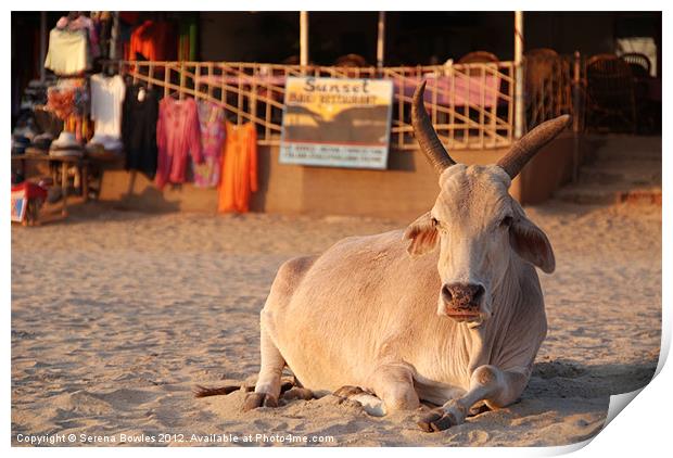 Holy Cow! Bull on the Beach at Sunset Palolem, Goa Print by Serena Bowles