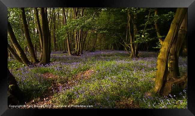 Bluebells at the Scrubs near Southend on Sea Framed Print by Paul Brewer