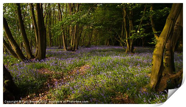 Bluebells at the Scrubs near Southend on Sea Print by Paul Brewer