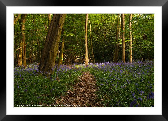 Bluebells at the Scrubs near Southend on Sea Framed Mounted Print by Paul Brewer