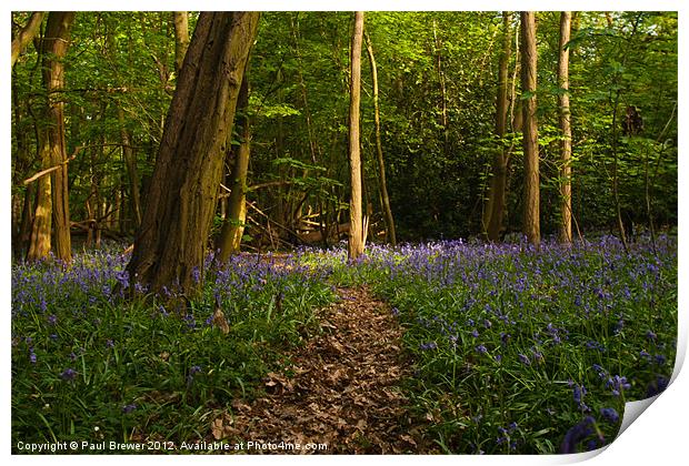 Bluebells at the Scrubs near Southend on Sea Print by Paul Brewer