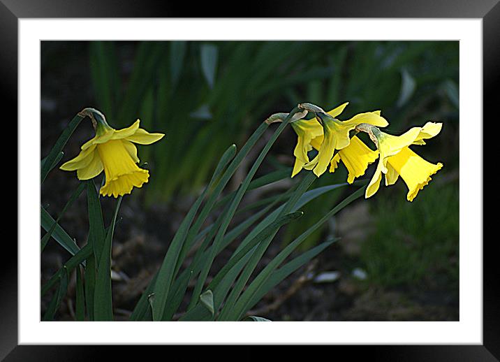 A Sign of Spring Framed Mounted Print by Jacqui Kilcoyne