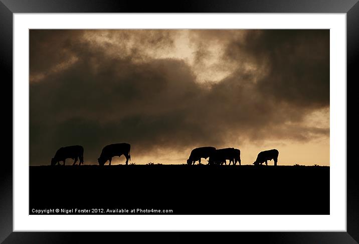 Beacons cows Framed Mounted Print by Creative Photography Wales