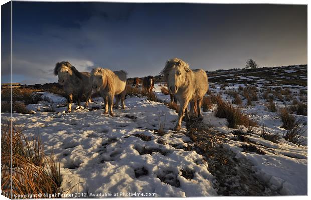Beacons ponies Canvas Print by Creative Photography Wales