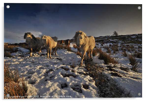 Beacons ponies Acrylic by Creative Photography Wales