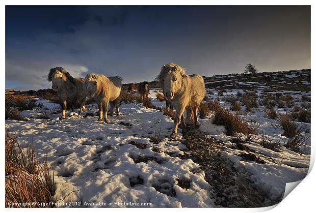 Beacons ponies Print by Creative Photography Wales