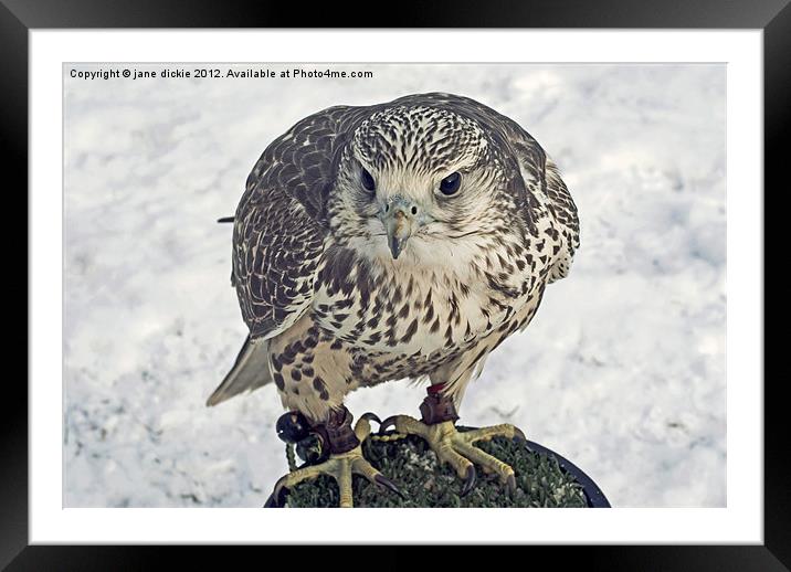 hawk in snow Framed Mounted Print by jane dickie