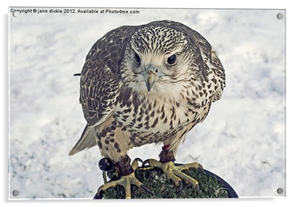hawk in snow Acrylic by jane dickie
