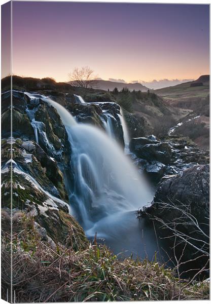 Loup of Fintry Canvas Print by Andrew Jack