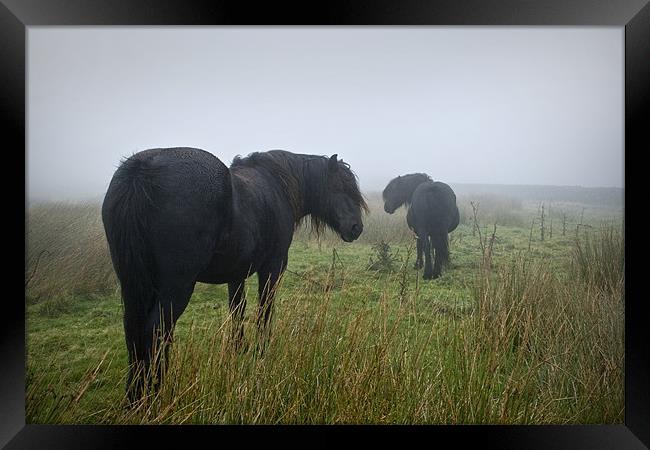 Black Beauty Horses Framed Print by Peter Carroll