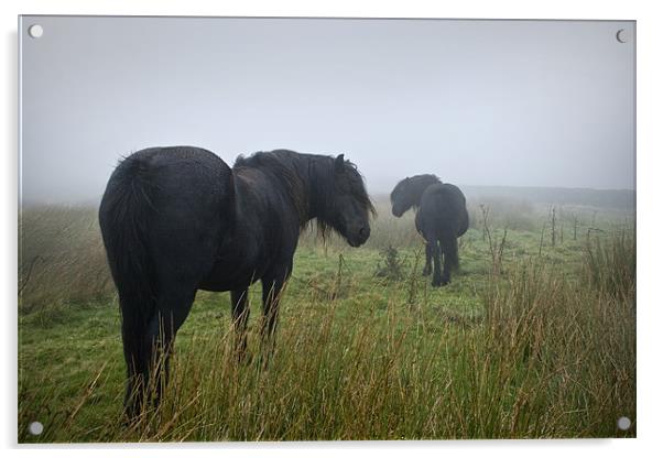 Black Beauty Horses Acrylic by Peter Carroll