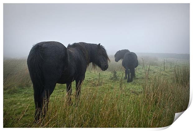 Black Beauty Horses Print by Peter Carroll