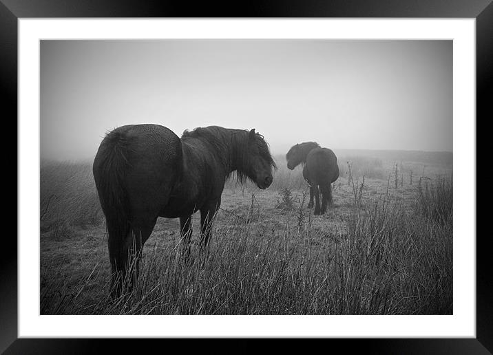 Two Horses Black and White Framed Mounted Print by Peter Carroll