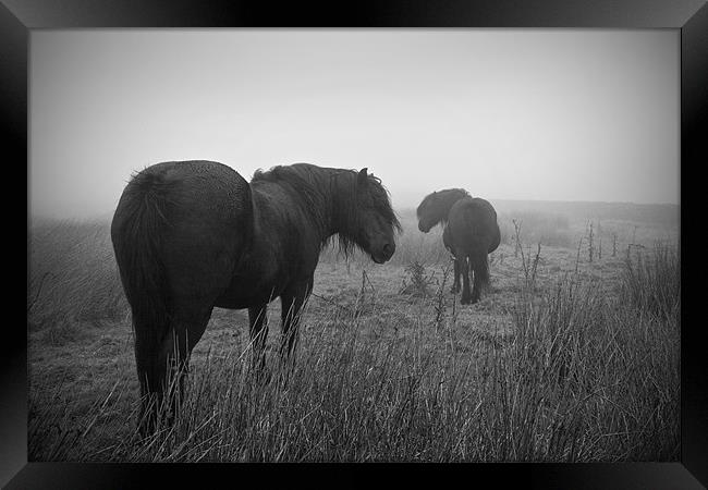 Two Horses Black and White Framed Print by Peter Carroll