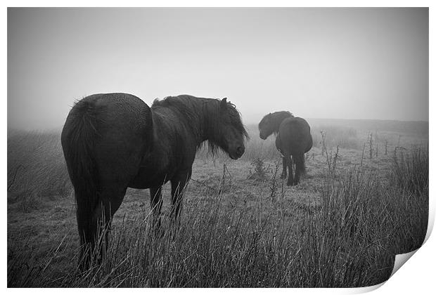 Two Horses Black and White Print by Peter Carroll