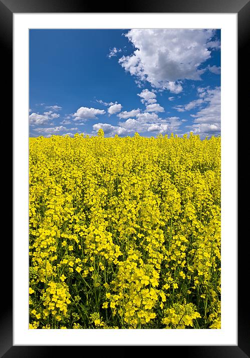 bright yellow rapeseed field Framed Mounted Print by meirion matthias