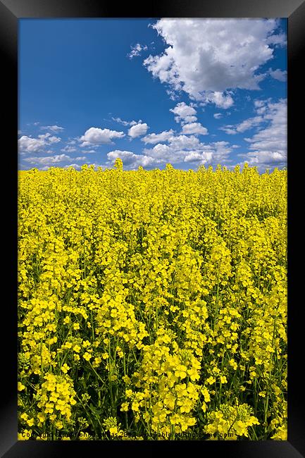 bright yellow rapeseed field Framed Print by meirion matthias