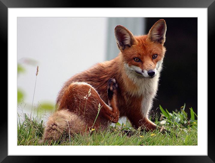 Hungry Fox Framed Mounted Print by paul cowles