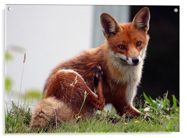 Hungry Fox Acrylic by paul cowles
