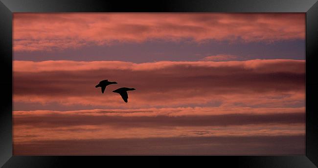 Pink Skies Black Geese Framed Print by Louise Godwin