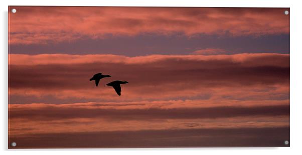 Pink Skies Black Geese Acrylic by Louise Godwin